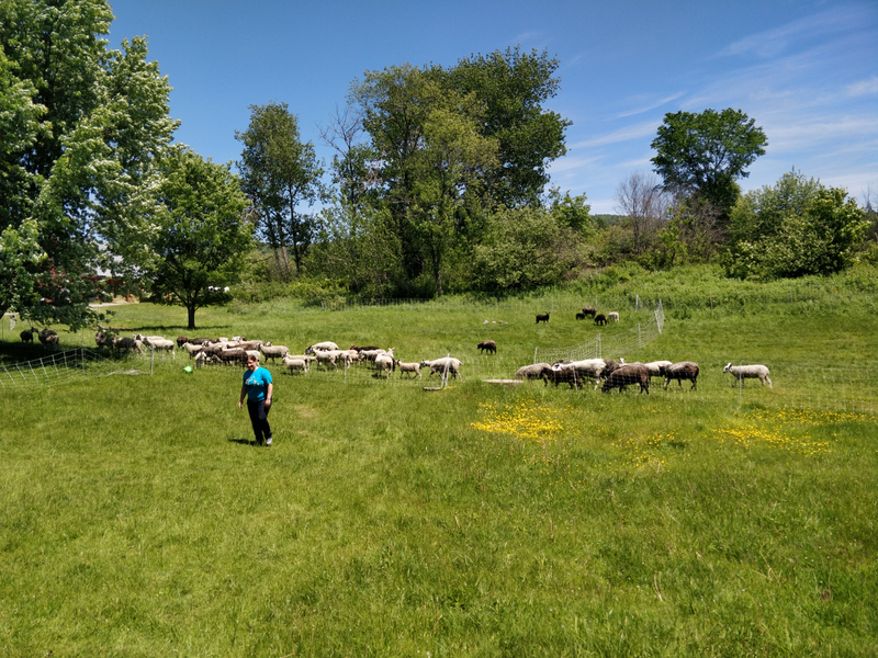 The flock, now augmented with 16 new Blue Faced Leicesters from Ohio...